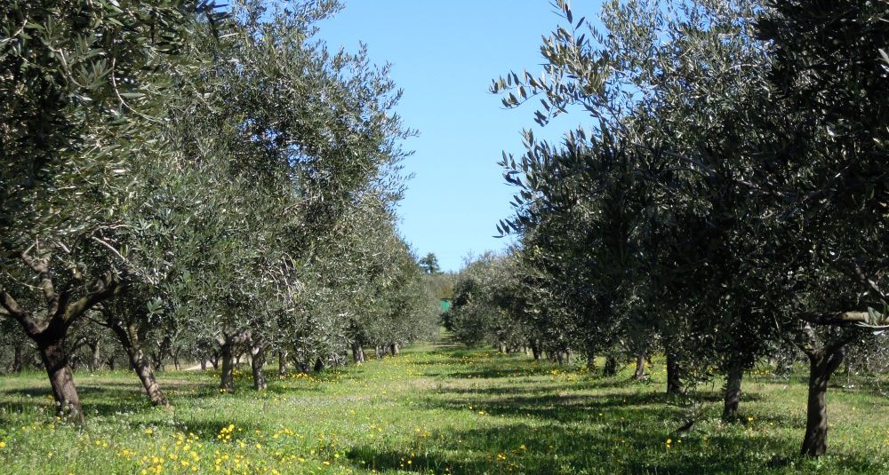 Vaccarella Monica Azienda Agricola